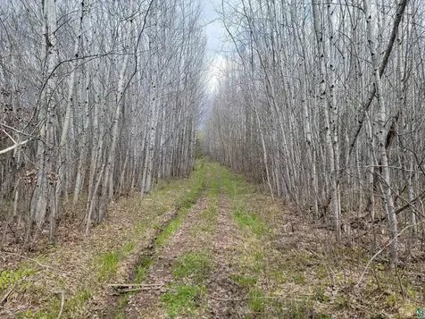 20X Sled Dog Trail Hovland MN 55606