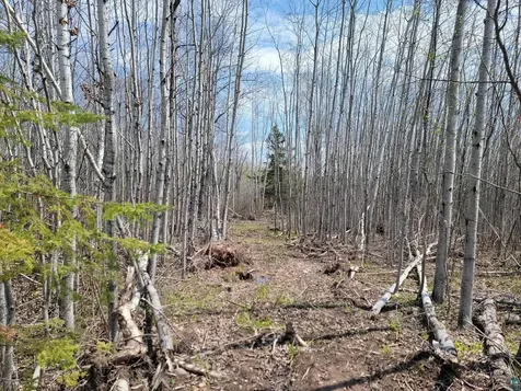 20X Sled Dog Trail Hovland MN 55606