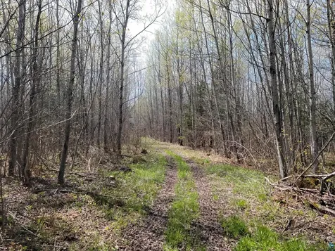 20X Sled Dog Trail Hovland MN 55606