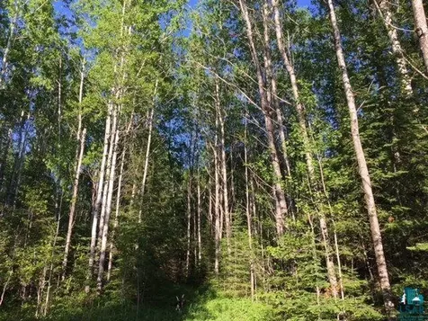 1142 Camp 20 Road Hovland MN 55606