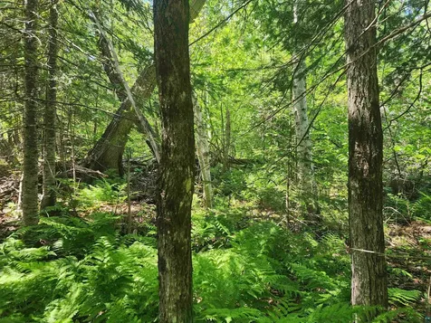 15X Ski Hill Road Lutsen MN 55612