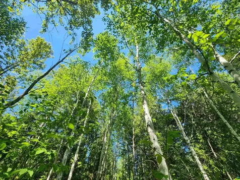 15X Ski Hill Road Lutsen MN 55612