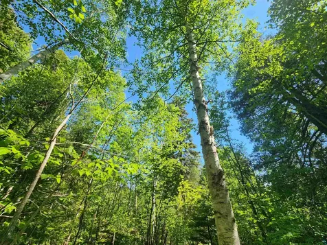 15X Ski Hill Road Lutsen MN 55612