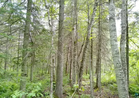 300 Caribou Trail Lutsen MN 55612