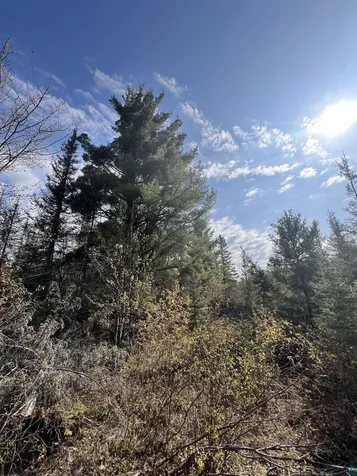 7442 Cramer Road Finland MN 55603