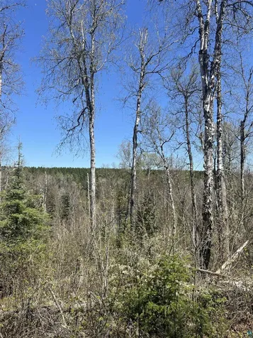 Xxx Moose Ridge Road Isabella MN 55607