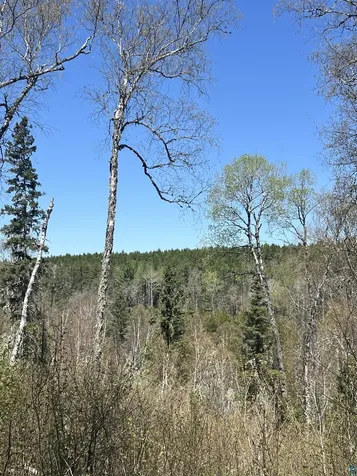 Xxx Moose Ridge Road Isabella MN 55607