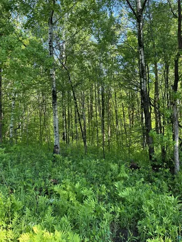 Xxx Beaver Creek Road Hermantown MN 55811