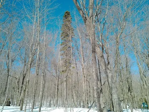 33 Hillside Drive Lutsen MN 55612