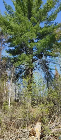 1687 Golden Ridge Trail Ely MN 55731