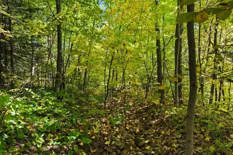 85XXX Apple Hill Road Bayfield WI 54814