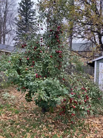 9237 Lawn Street Duluth MN 55810