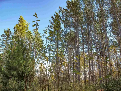 Abc Bally Creek Road Grand Marais MN 55604