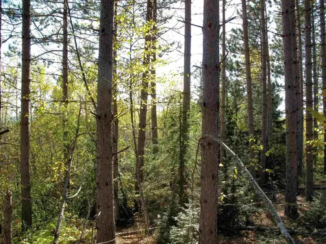 Abc Bally Creek Road Grand Marais MN 55604
