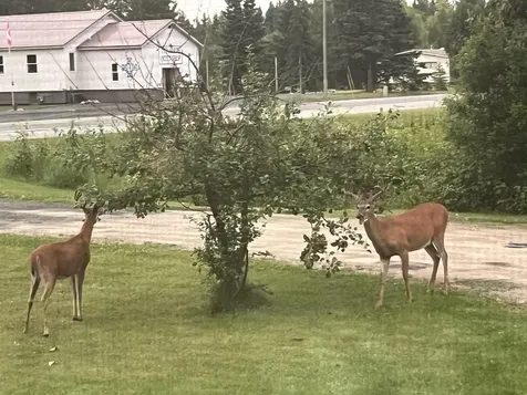 4057 Highway 11 International Falls MN 56649