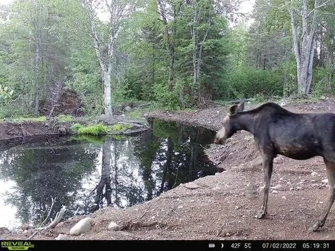 4571 Forest Road 609 Finland MN 55603