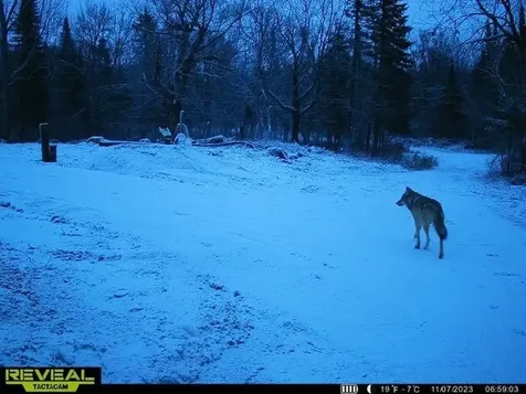 4571 Forest Road 609 Finland MN 55603