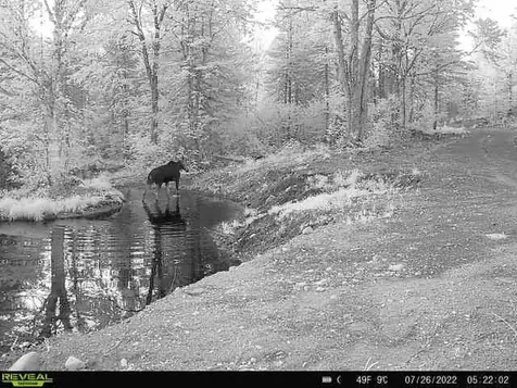 4571 Forest Road 609 Finland MN 55603