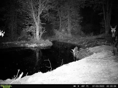 4571 Forest Road 609 Finland MN 55603