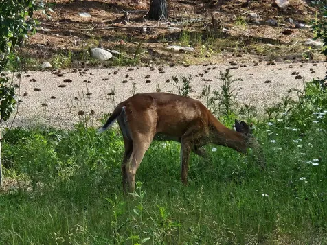 1346 Bear Head State Park Road Ely MN 55731