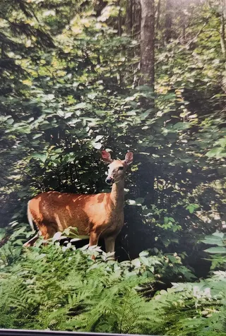 1346 Bear Head State Park Road Ely MN 55731