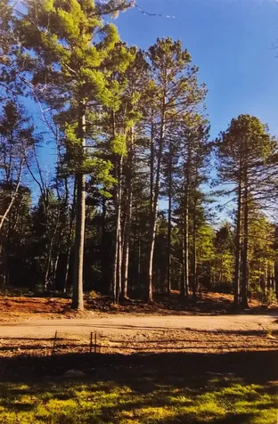 1346 Bear Head State Park Road Ely MN 55731