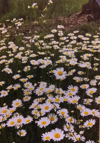 1346 Bear Head State Park Road Ely MN 55731