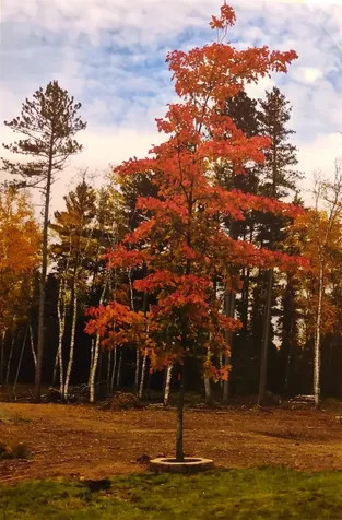 1346 Bear Head State Park Road Ely MN 55731