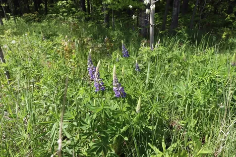 Lot 38 Eagle Run Bayfield WI 54814