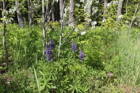 Lot 38 Eagle Run Bayfield WI 54814