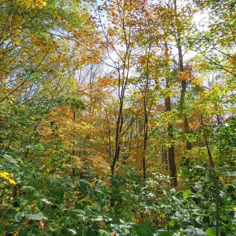 532X Caribou Trail Lutsen MN 55612