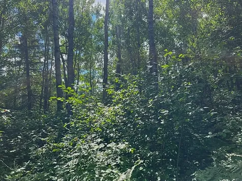 3215 County Road 904 Babbitt MN 55706-0000