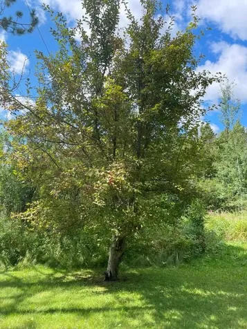 3215 County Road 904 Babbitt MN 55706-0000