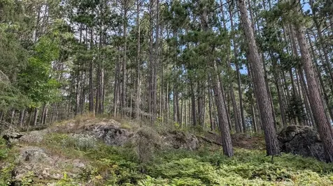 8884 Raps Road Cook MN 55723