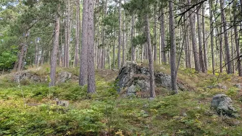 8884 Raps Road Cook MN 55723