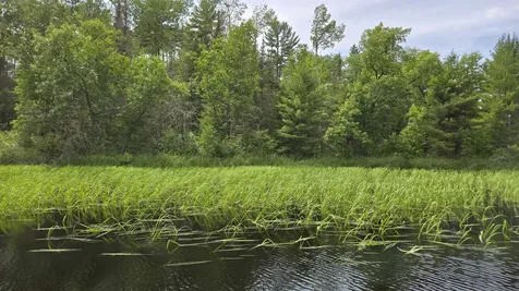 Tbd 40n Rollick Creek Crane Lake MN 55725