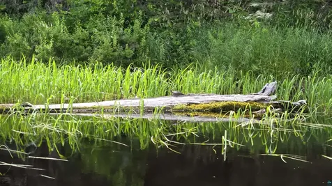 163 Rollick Creek Crane Lake MN 55725