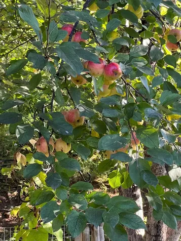 22 Hays Creek Silver Bay MN 55614