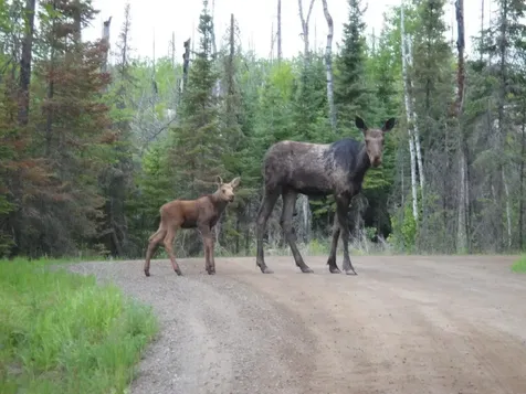 185 Sag Lake Trail Grand Marais MN 55604