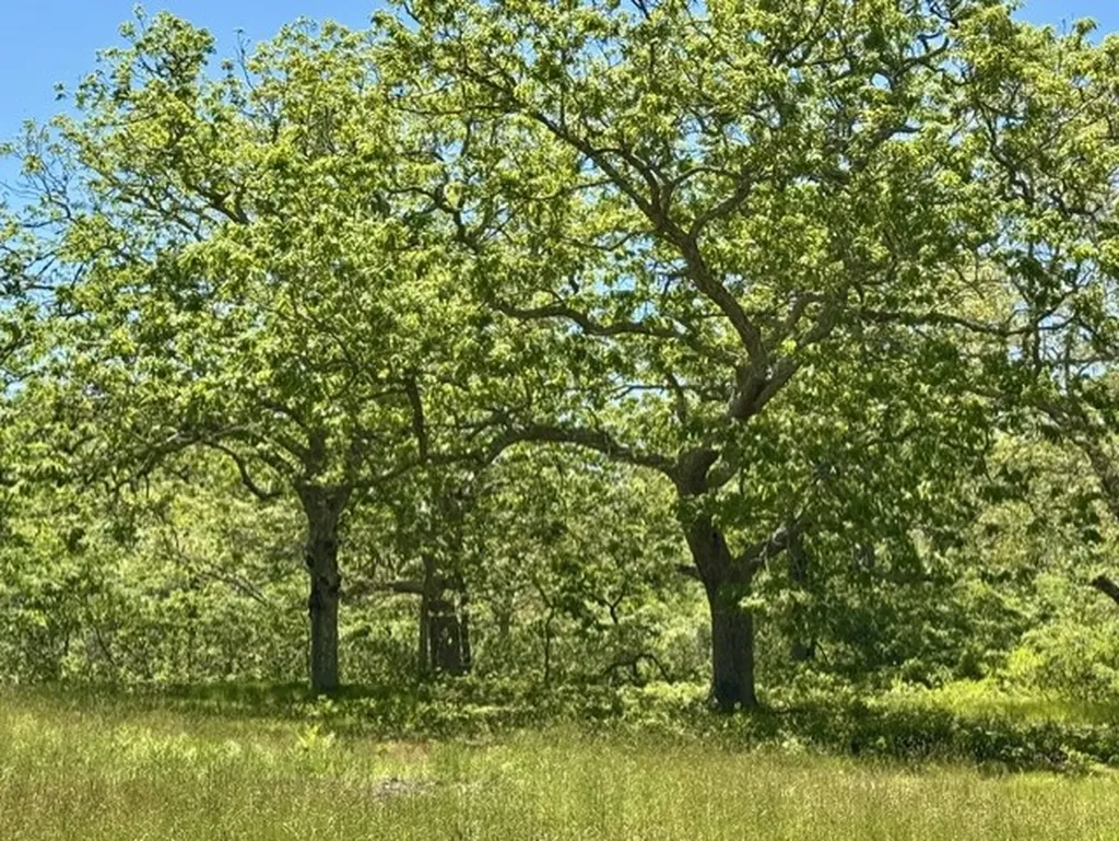 45 Quenames Road Chilmark MA 02535
