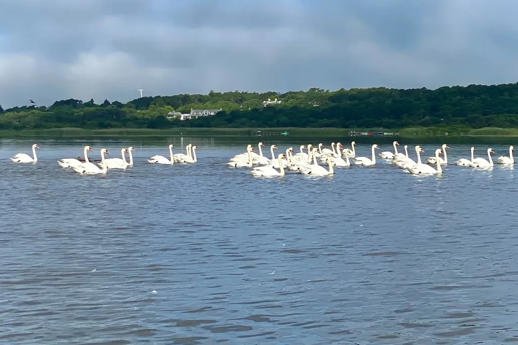 99 Cygnet Way Chilmark MA 02535