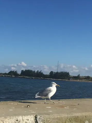 0 Worcester Avenue & Olinda Avenue Oak Bluffs MA 02557