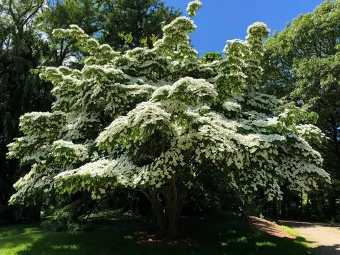 57 Hines Point Road Vineyard Haven MA 02568