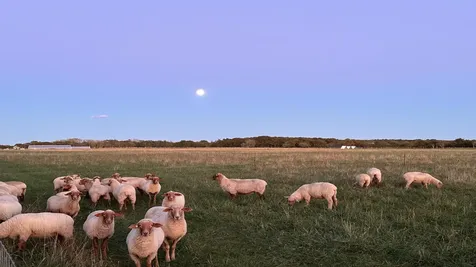 61 Butlers Cove Road Edgartown MA 02539