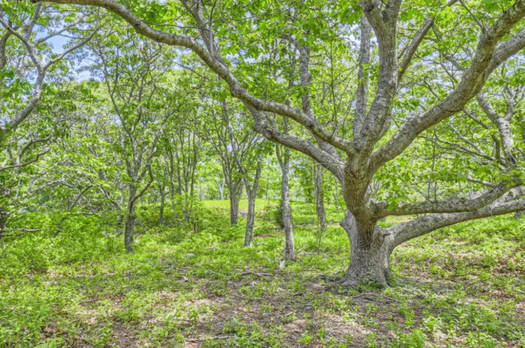 4 Cedar Lane Chilmark MA 02535