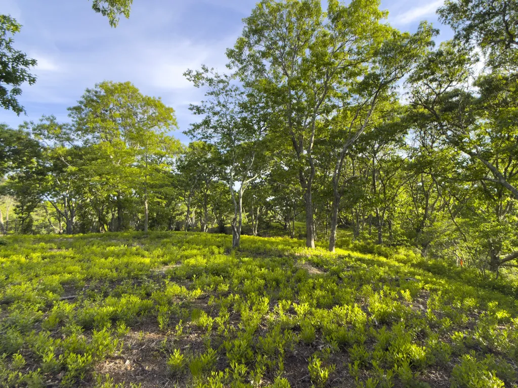 4 Cedar Lane Chilmark MA 02535