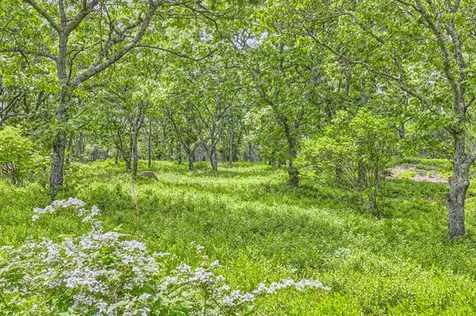 4 Cedar Lane Chilmark MA 02535