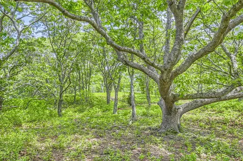 4 Cedar Lane Chilmark MA 02535