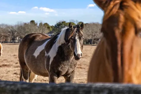 34 South Pond Road West Tisbury MA 02568