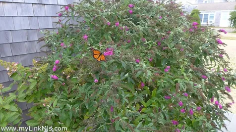 34 Windemere Road Oak Bluffs MA 02557